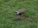 Bird With Spikes